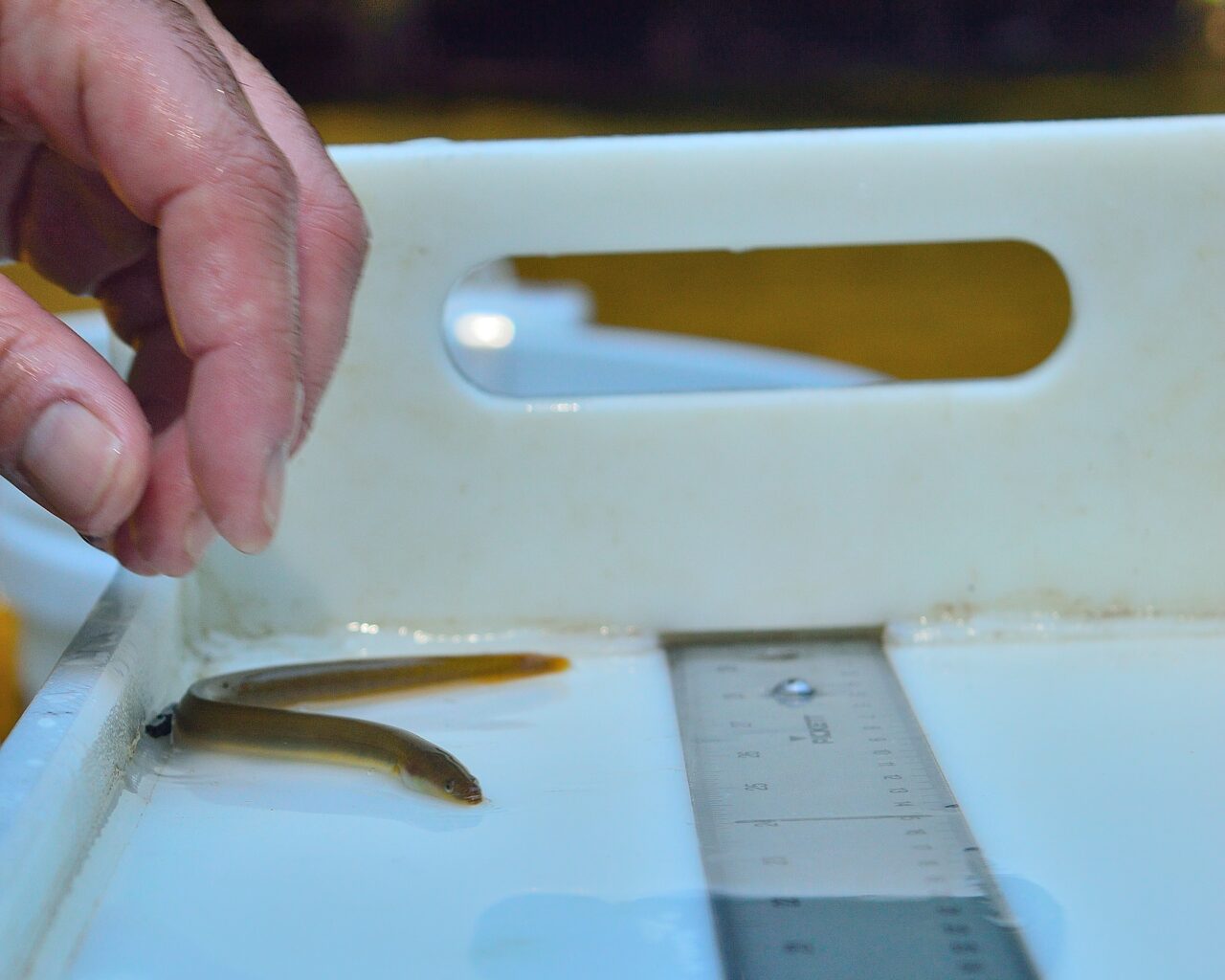 Eels 3 - credit Susquehanna River Basin Commission
