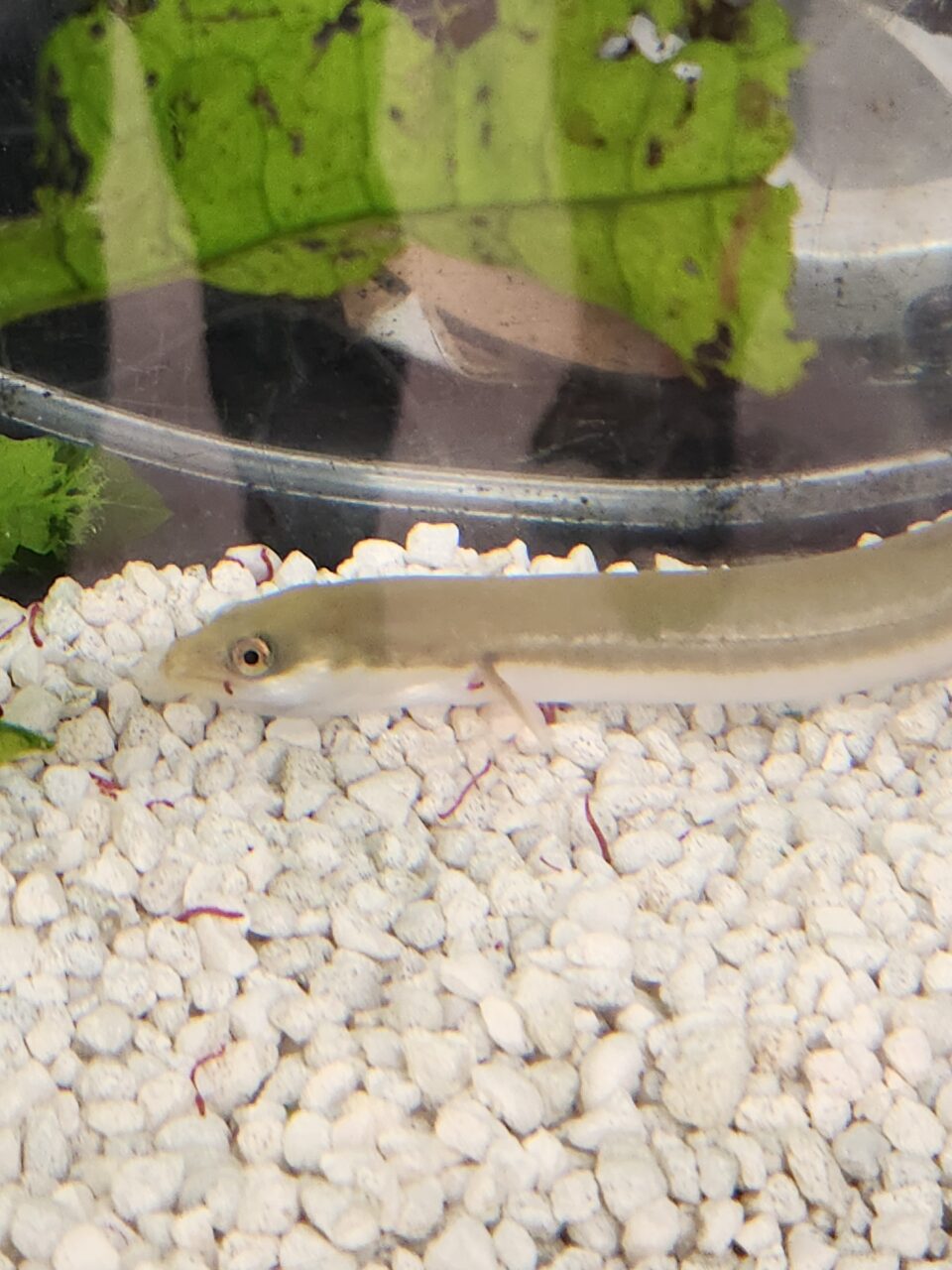 Close-up photo of an eel in an aquarium.
