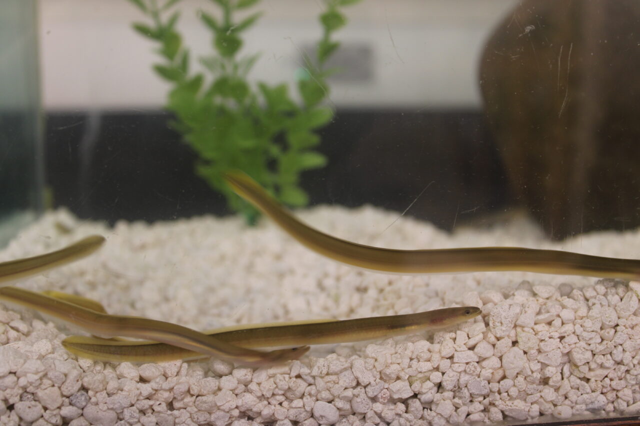 An eel in an aquarium.