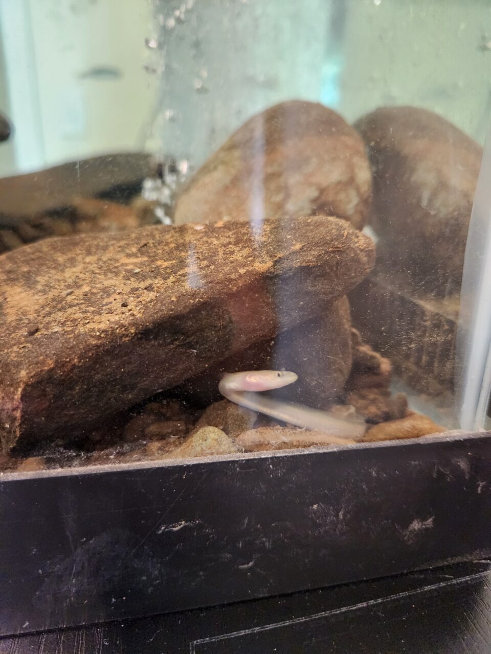 An eel in an aquarium.