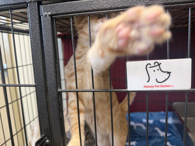 An orange cat reaches out of its cage at the Humane Society of Lebanon County, which is at capacity and unable to take in more animals.