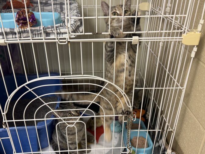 A cat at the Humane Society of Lebanon County climbs its cage.