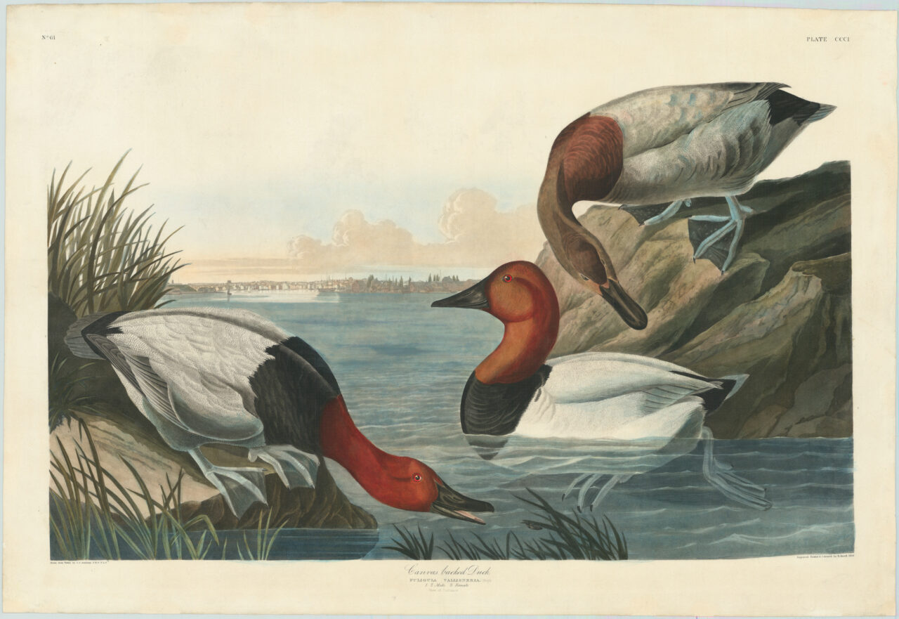 John James Audubon (1809-1854) Canvas Backed Ducks