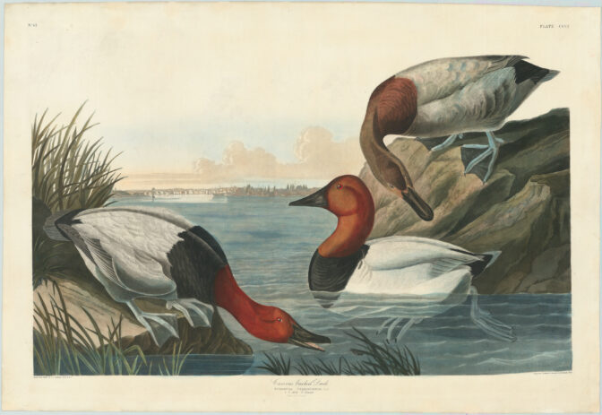 John James Audubon (1809-1854) Canvas Backed Ducks